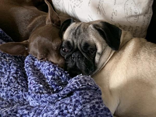 /images/uploads/pug nation rescue of los angeles/pugnation2021/entries/15291thumb.jpg